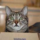 Warnung vor der Katze ;) (Jeannie)