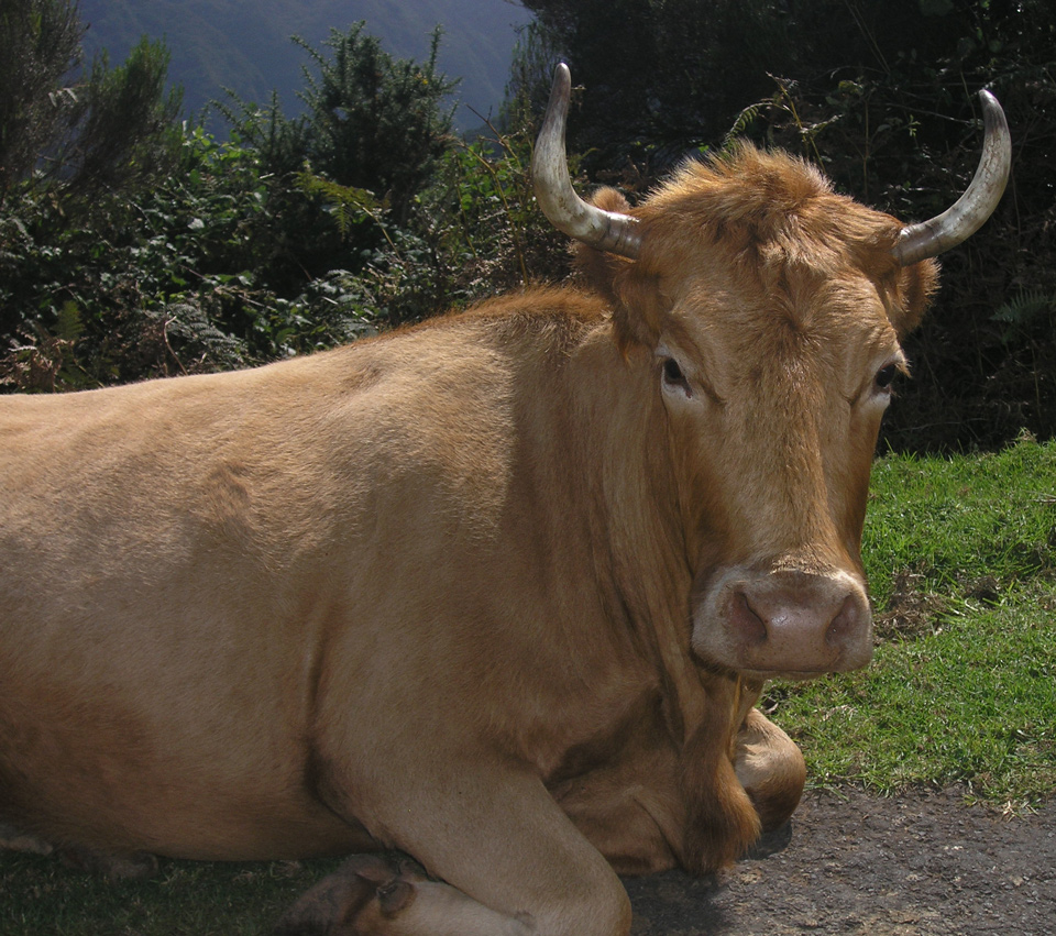 Warnung vor der Madeira-Kuh