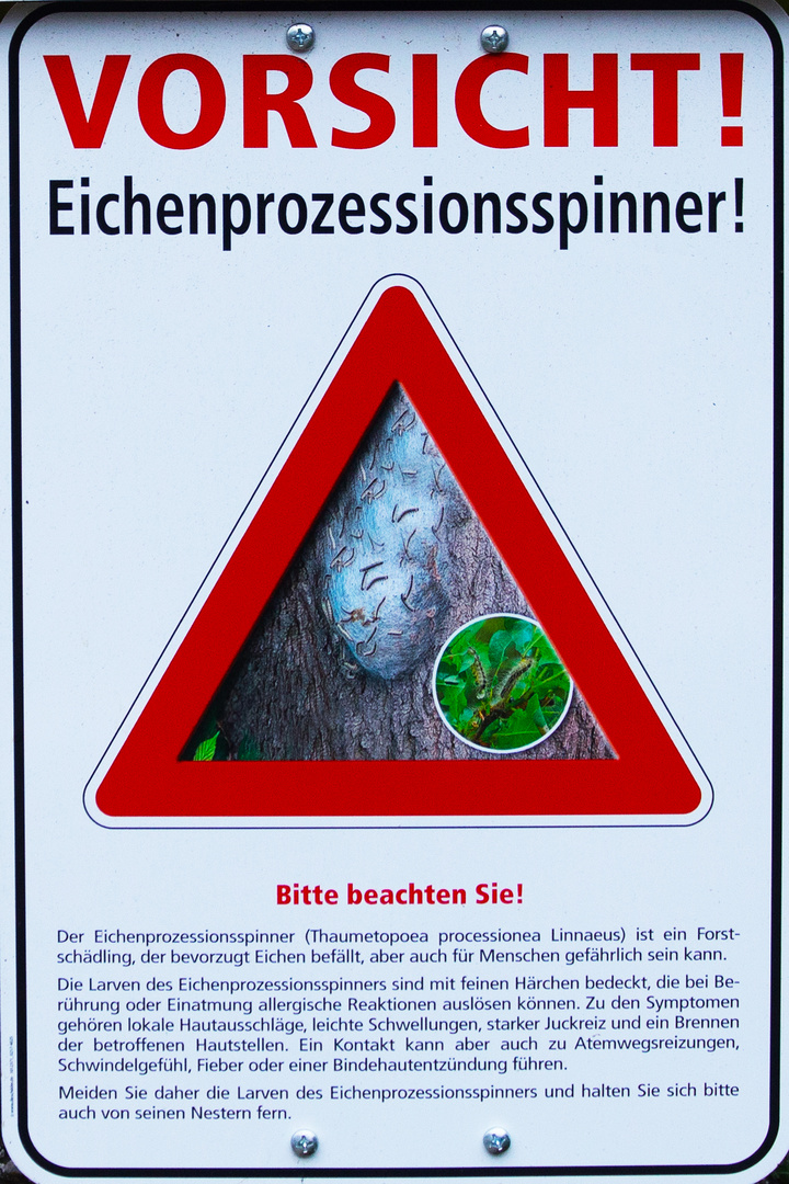 Warnung vor Eichenprozessionsspinner