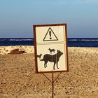 Warnung vor streunenden Hunden am Roten Meer.