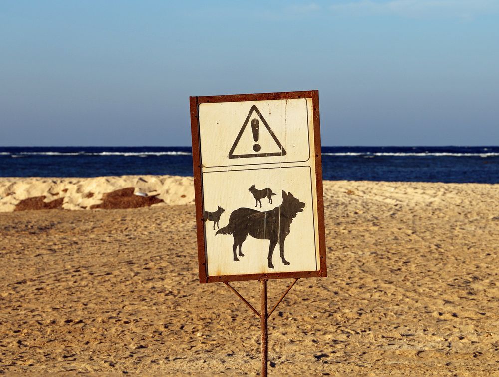 Warnung vor streunenden Hunden am Roten Meer.