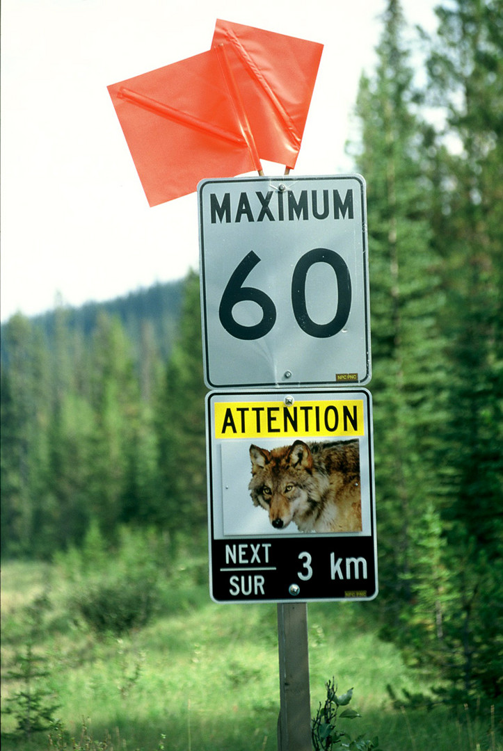 Warnung vor Wolfswechseln im Jasper Nationalpark in Kanada.  Für Wolfsfreundin Anja Hass