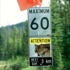 Warnung vor Wolfswechseln im Jasper Nationalpark in Kanada.  Für Wolfsfreundin Anja Hass