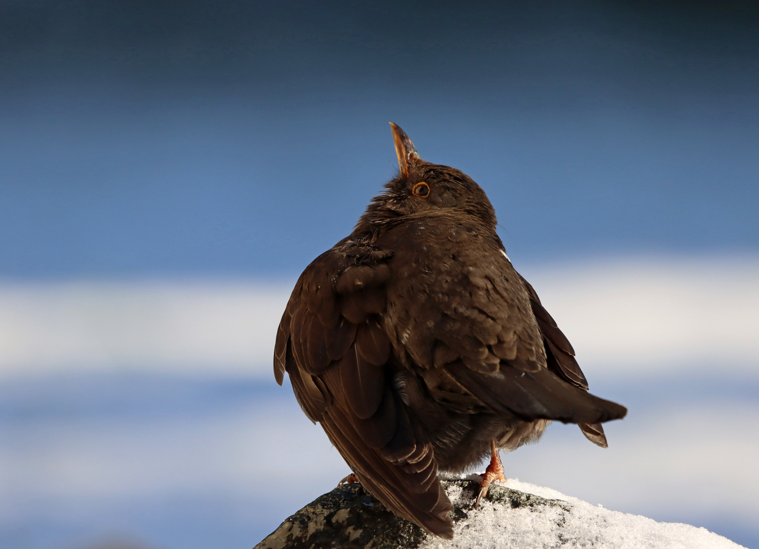 War`s das jetzt mit Schnee??