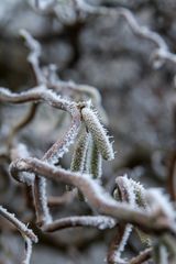 war`s nicht Frühling?