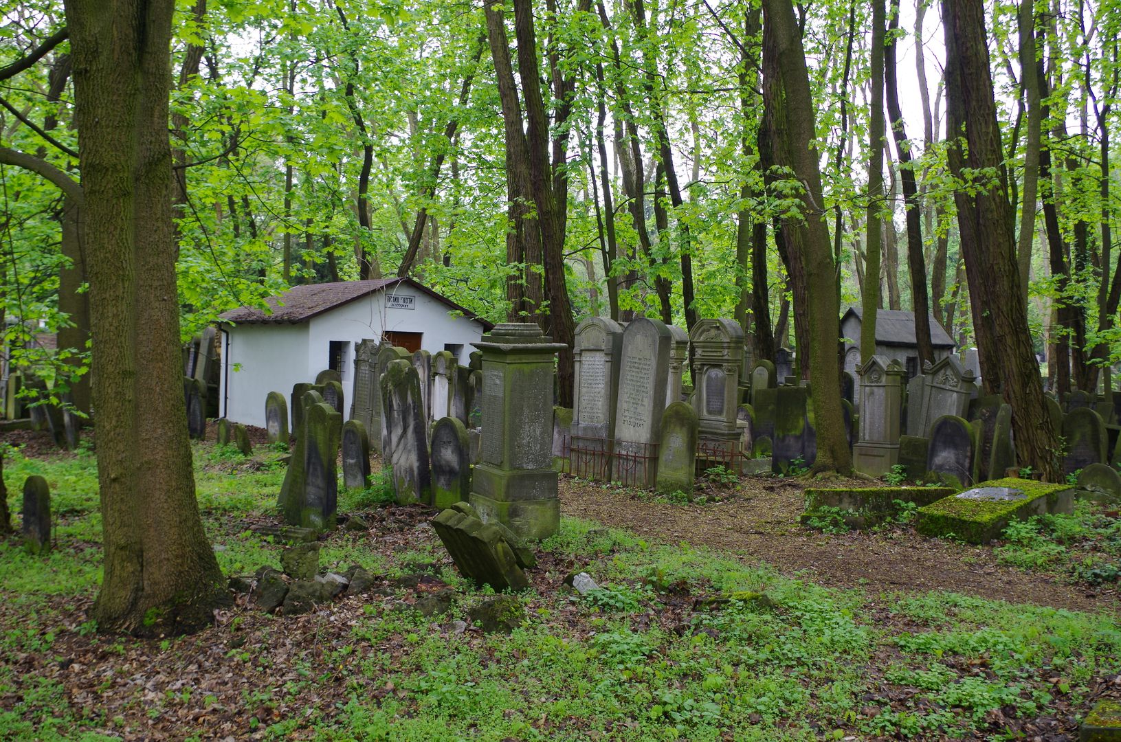 Warschau: Jüdischer Friedhof (Impression)