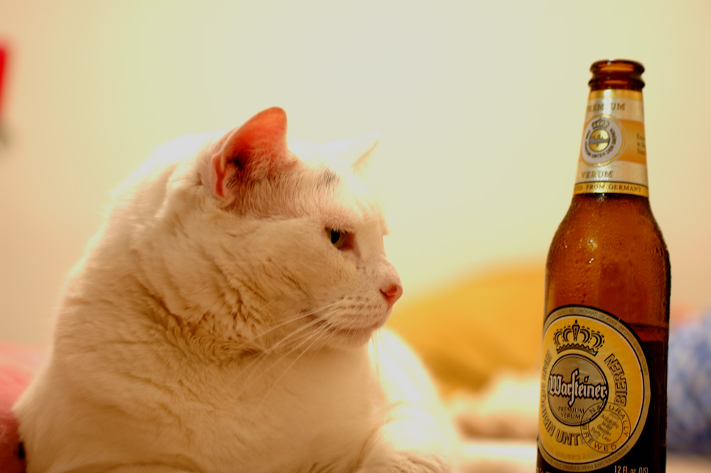 Warsteiner und Kittie