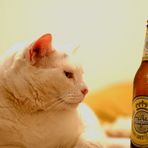 Warsteiner und Kittie