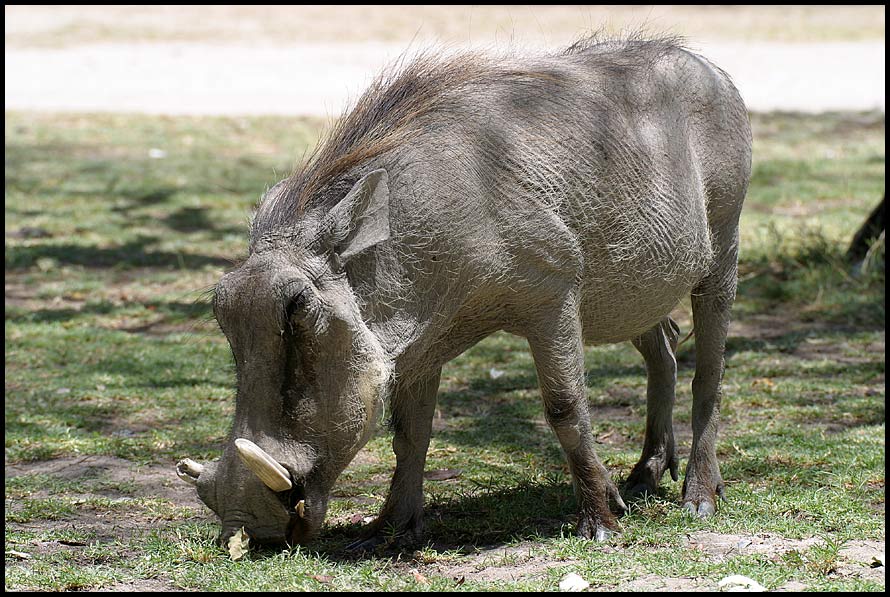 Wart Hog