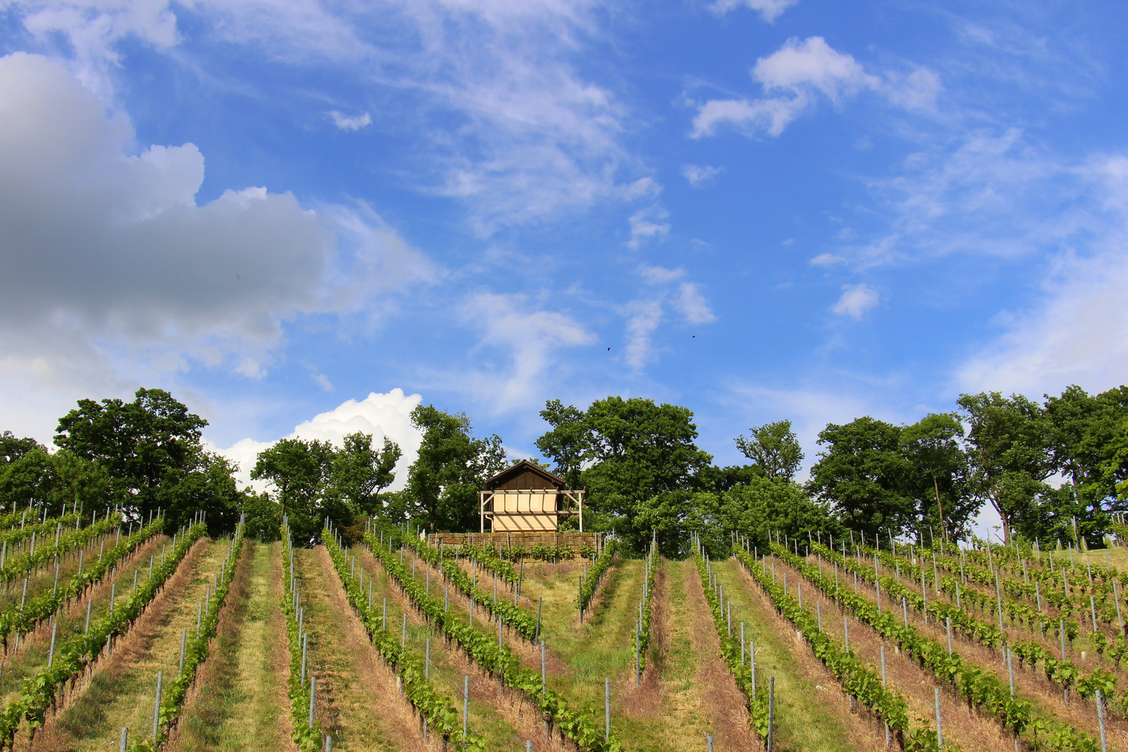 Wartberg, Weinberge