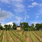 Wartberg, Weinberge