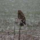 Warten auf besseres Wetter, den es kommt ganz sicher wieder!