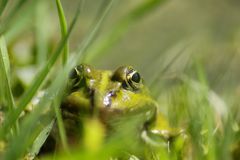 Warten auf Beute