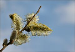 Warten auf Bienen