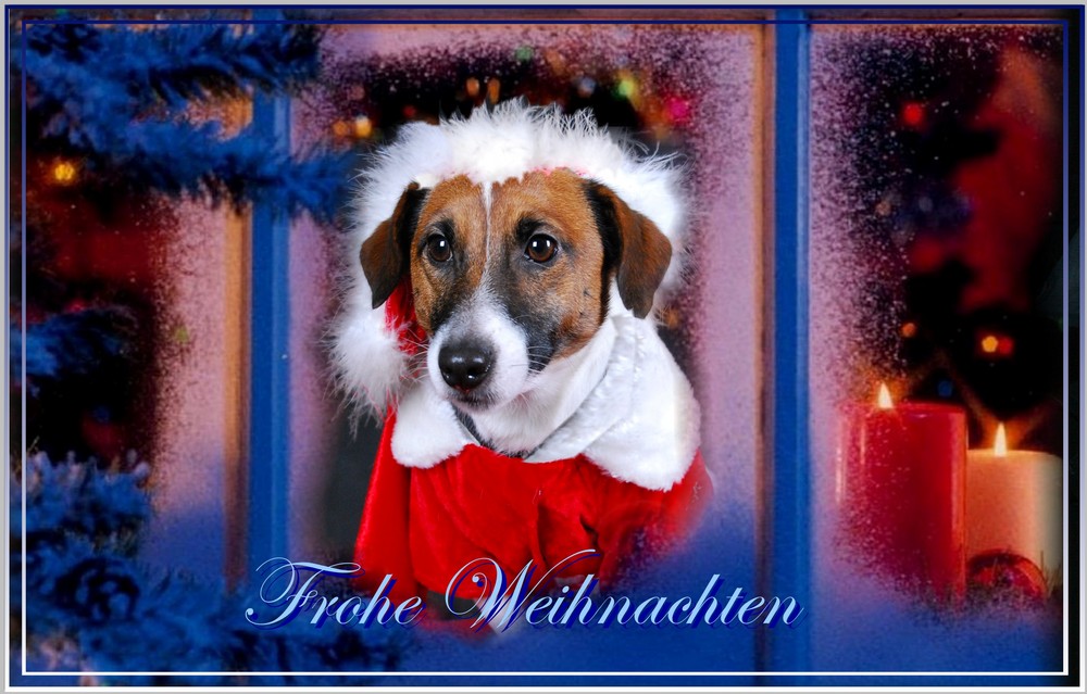 warten auf das Christkind....!? Foto & Bild tiere, haustiere, hunde Bilder auf