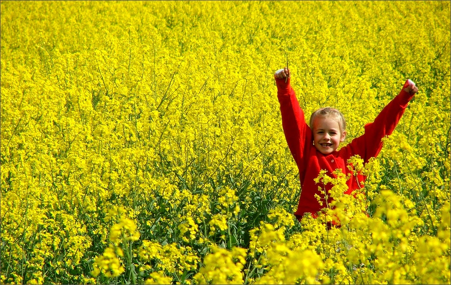 ° warten auf das gelb des frühlings