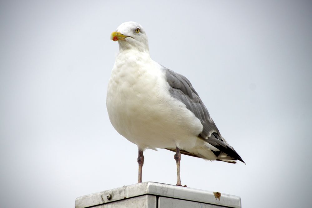 warten auf das nächste Opfer in Norddeich