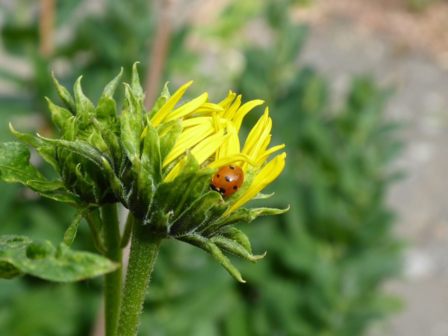 Warten auf das Öffnen die Blüte