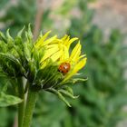 Warten auf das Öffnen die Blüte