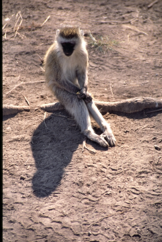 Warten auf dem Rastplatz im Ngorongoro-Nationalpark, Tanzania