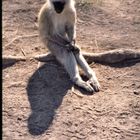 Warten auf dem Rastplatz im Ngorongoro-Nationalpark, Tanzania