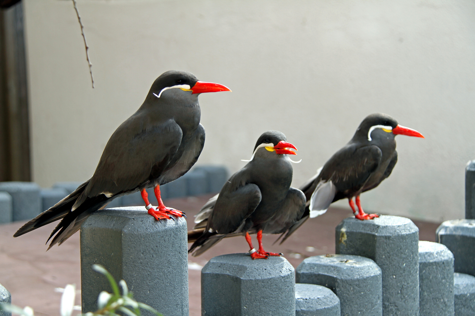 Warten auf den Abflug im Zoo Heidelberg