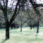 Warten auf den ersten Frost