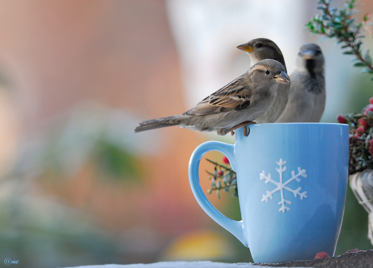 Warten auf den ersten Schnee...