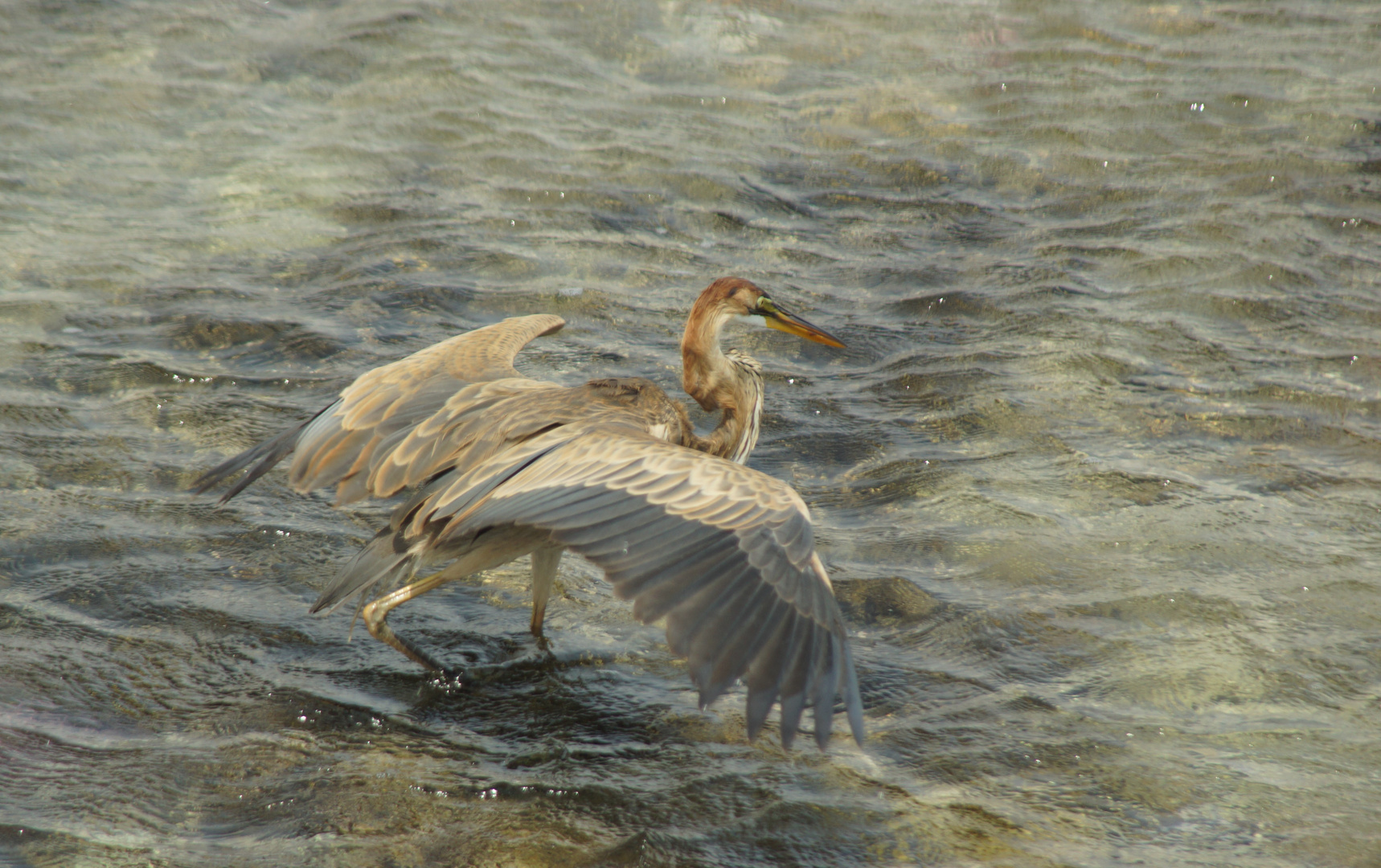 Warten auf den Fisch