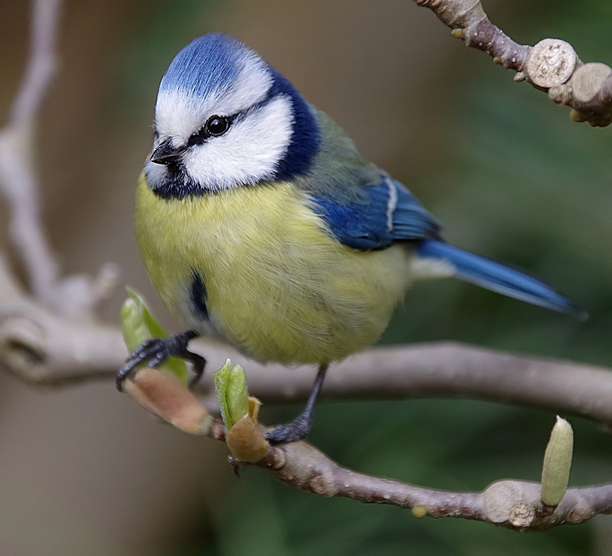 Warten auf den Frühling