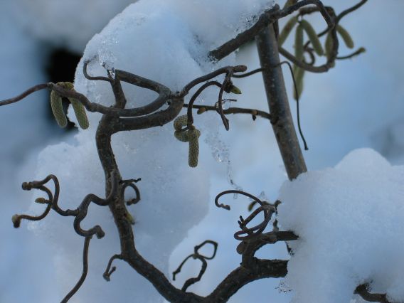 Warten auf den Frühling