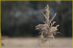 Warten auf den Frühling