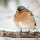 Warten auf den Frühling