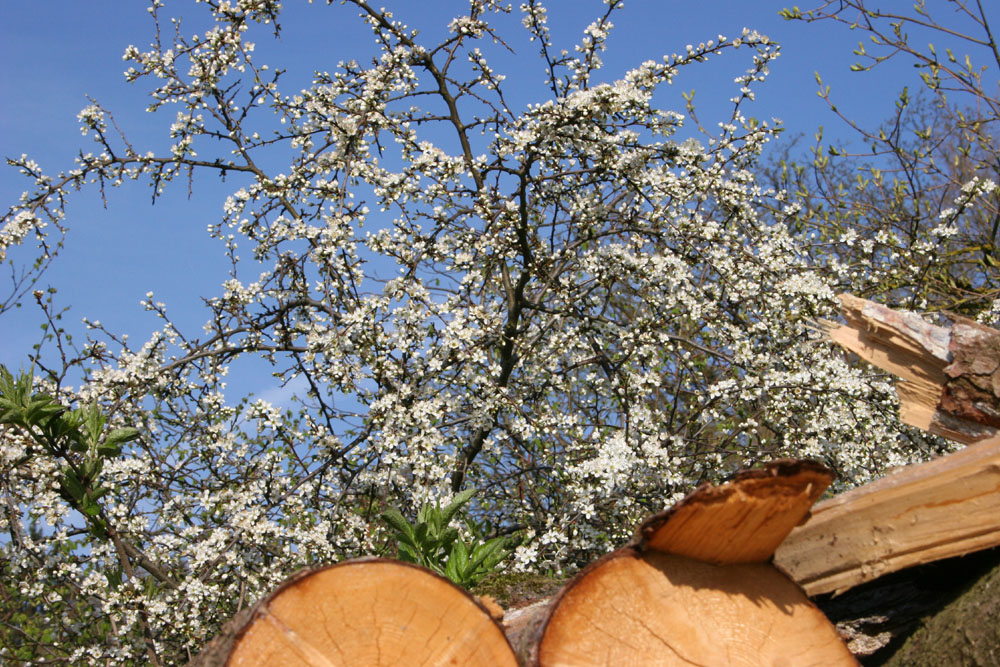 Warten auf den Frühling