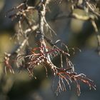 Warten auf den Frühling