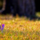 Warten auf den Frühling...