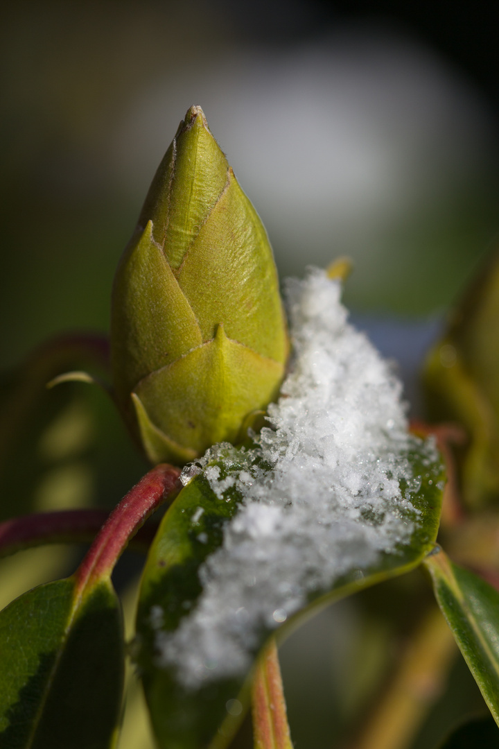 Warten auf den Frühling