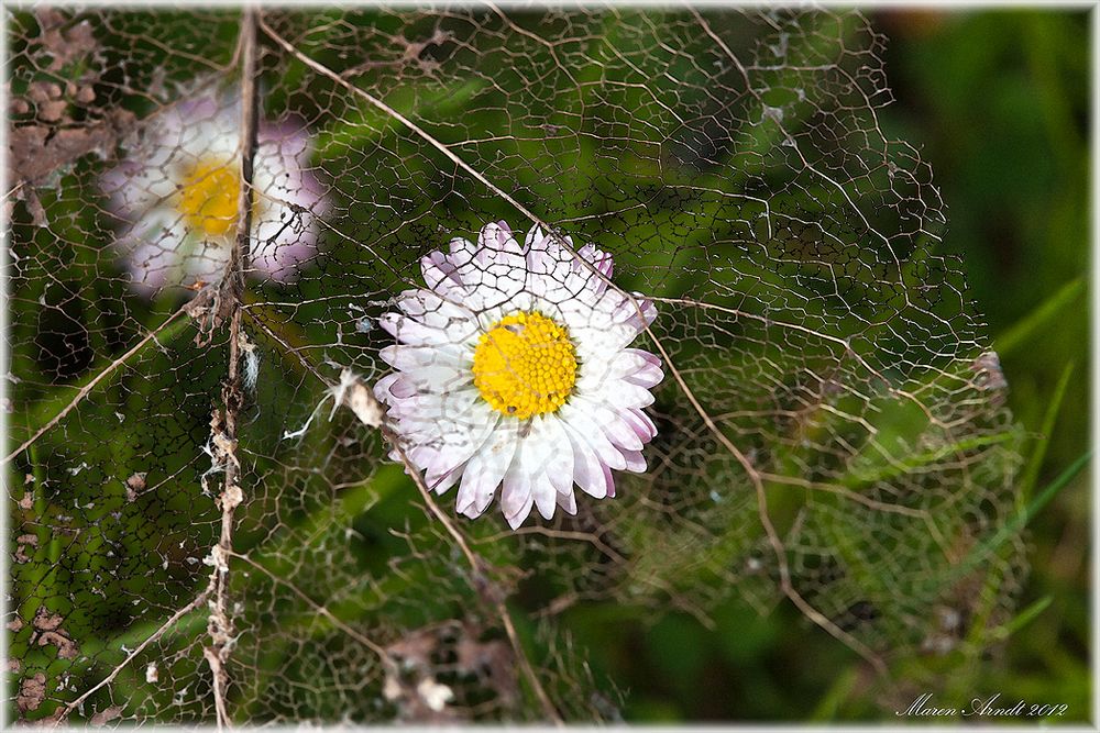 Warten auf den Frühling