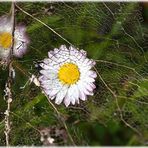 Warten auf den Frühling