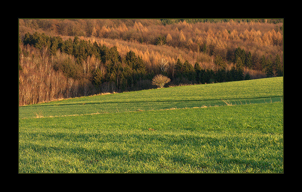 Warten auf den Frühling... - (2.Motiv: Mein Tal Anfang März 2007)