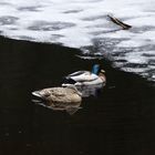 Warten auf den Frühling 