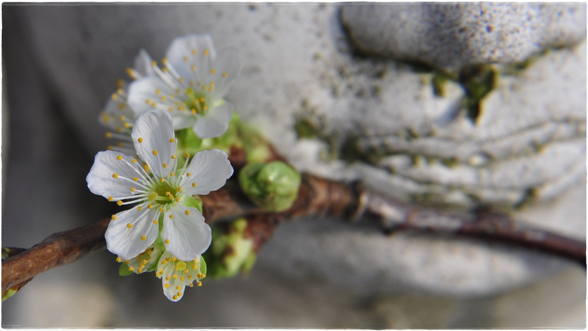 ...warten auf den Frühling...