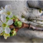 ...warten auf den Frühling...