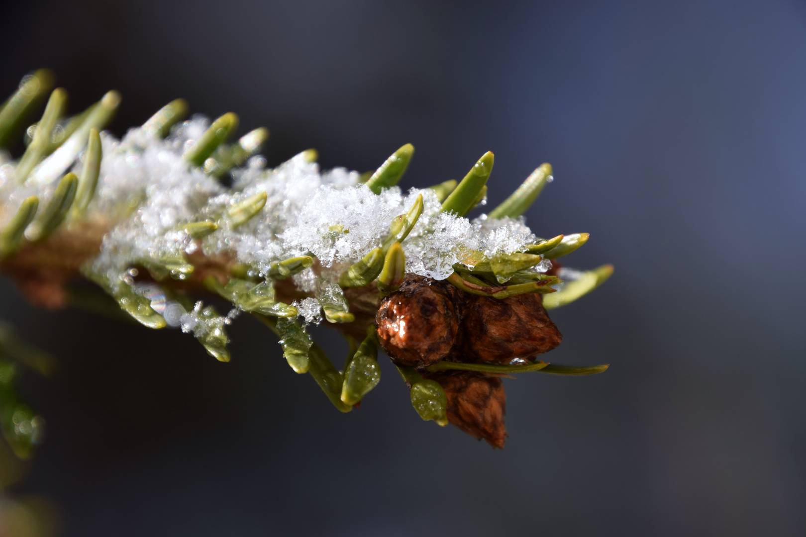 Warten auf den Frühling .......