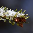 Warten auf den Frühling .......