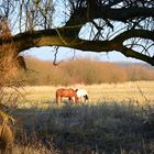 warten auf den Frühling