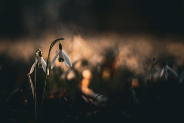 Warten auf den Frühling