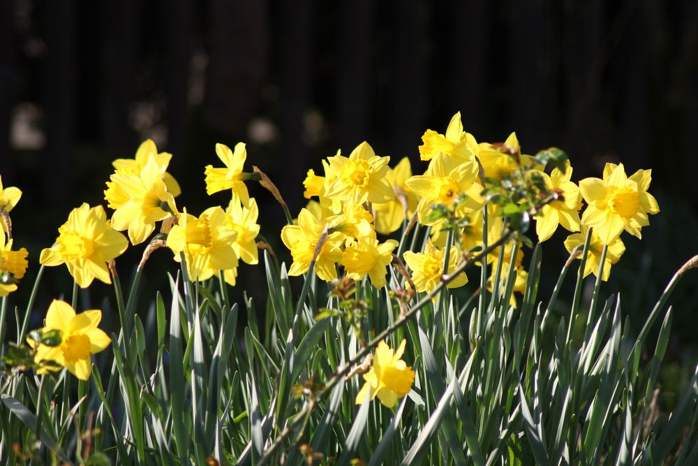 Warten auf den Frühling