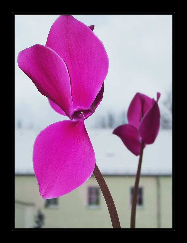 Warten auf den Frühling...