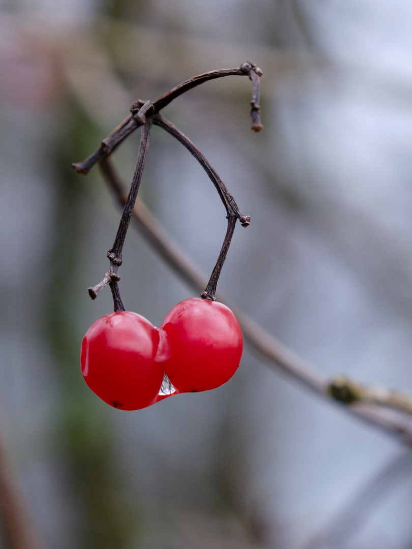 warten auf den Frühling....